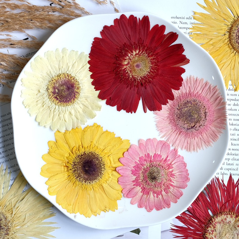 1pcs/7-9cm,Pressed Gerbera Dri - огляд і ціна Resin Craft Ideas