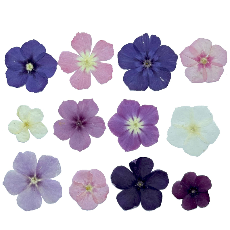 12pcs,Semi-Transparent Niche P - огляд і ціна Resin Craft Ideas